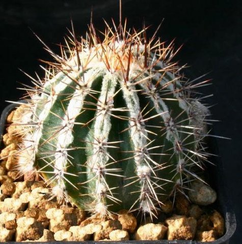 Echinopsis_hybrid_1